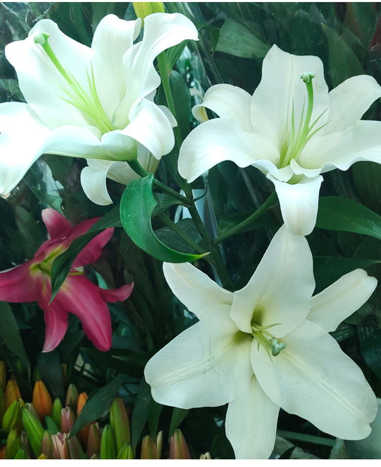 香水百合花多头鲜花云南直发百合新鲜鲜百合混搭鲜花速递水养真花星光