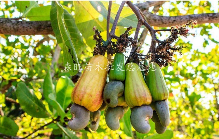 正宗南方嫁接腰果苗南北方种植当年结果鸡腰果树苗果树盆栽嫁接腰果10