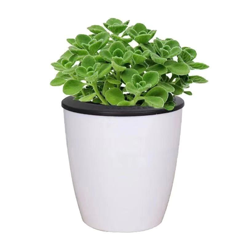 【京选推荐】碰碰香盆栽香草多肉植物绿植花卉 一抹香 红福 土 含盆