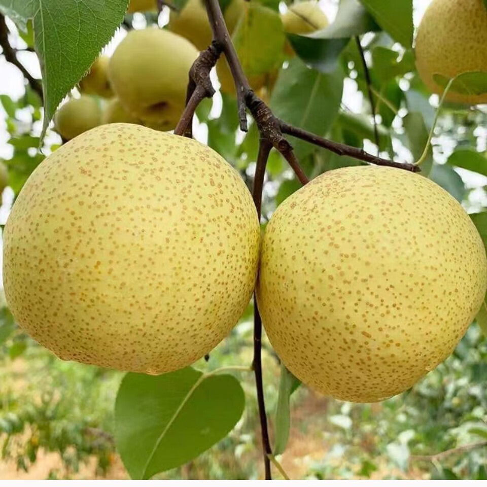 安徽正宗砀山梨酥梨 当季新鲜水果现摘青梨皇冠酥梨香脆梨脆甜多汁