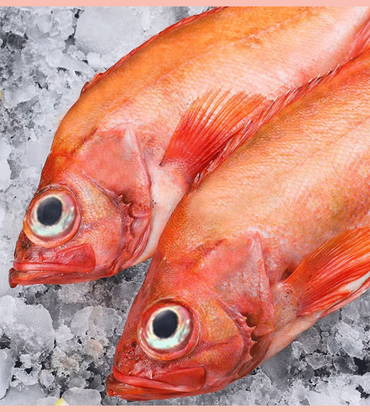 mpdq 精品红石斑鱼海鲜冷冻水产鲜活海捕大眼富贵鱼深海鱼红石斑鱼