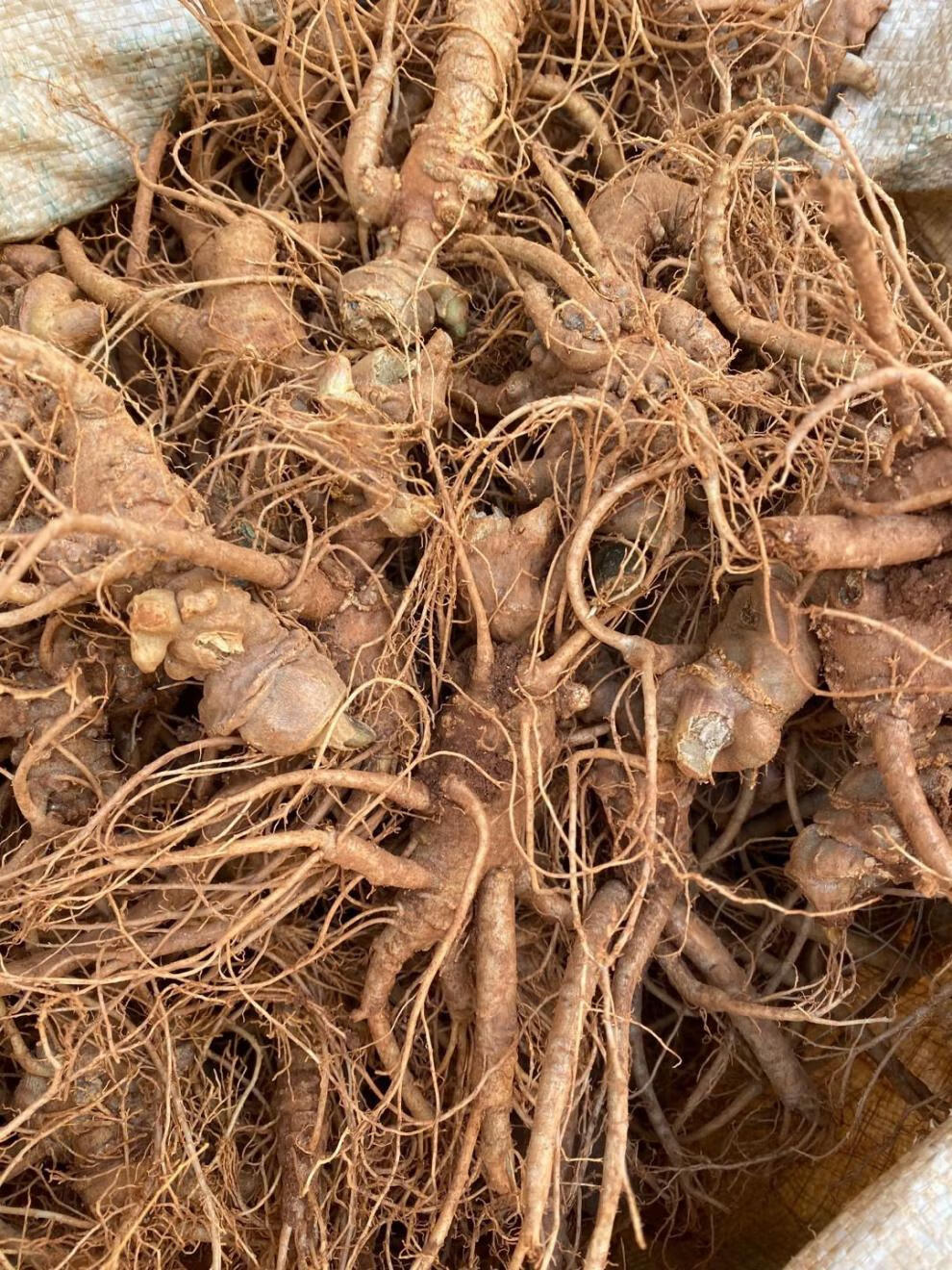 新鲜三七鲜田七500g云南文山特级三七头煲汤料泡酒料多规格新鲜三七15