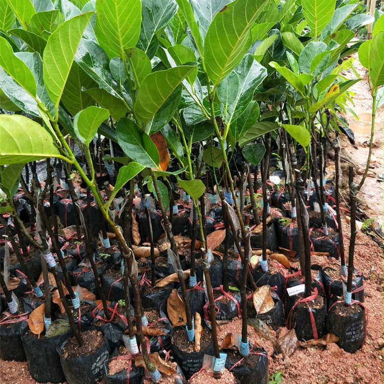 菠萝蜜树苗泰国红肉马来西亚四季种植当年结果菠萝蜜嫁接果苗干包