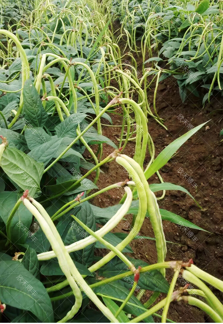 无架豆角种种子春夏秋季地豆不搭架豇豆种籽四季庭院盆栽蔬菜种孑新地