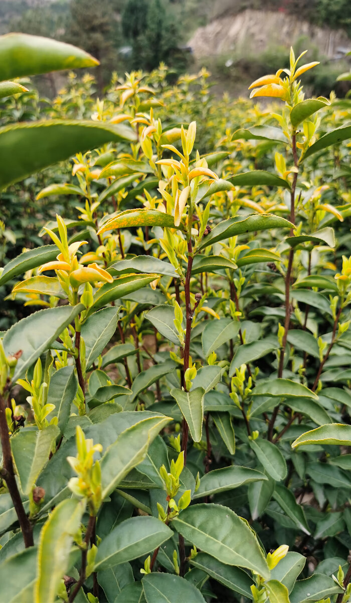 缙云黄茶 新茶明前2021高山茶 125克*罐 g20峰会 茶叶 基地【图片