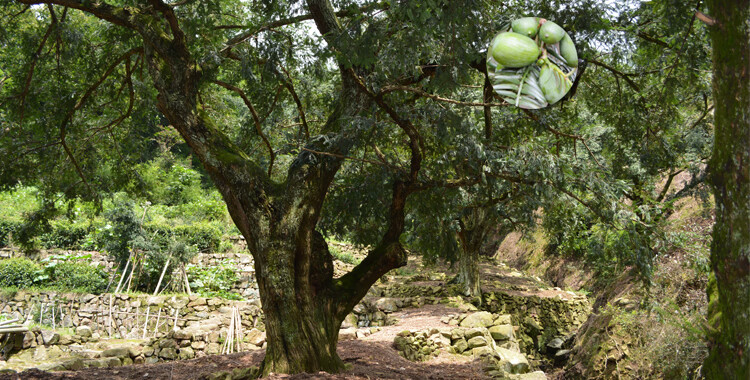 香榧子诸暨枫桥特产新货2020年特级宣记香榧果袋装坚果零食 袋装原味