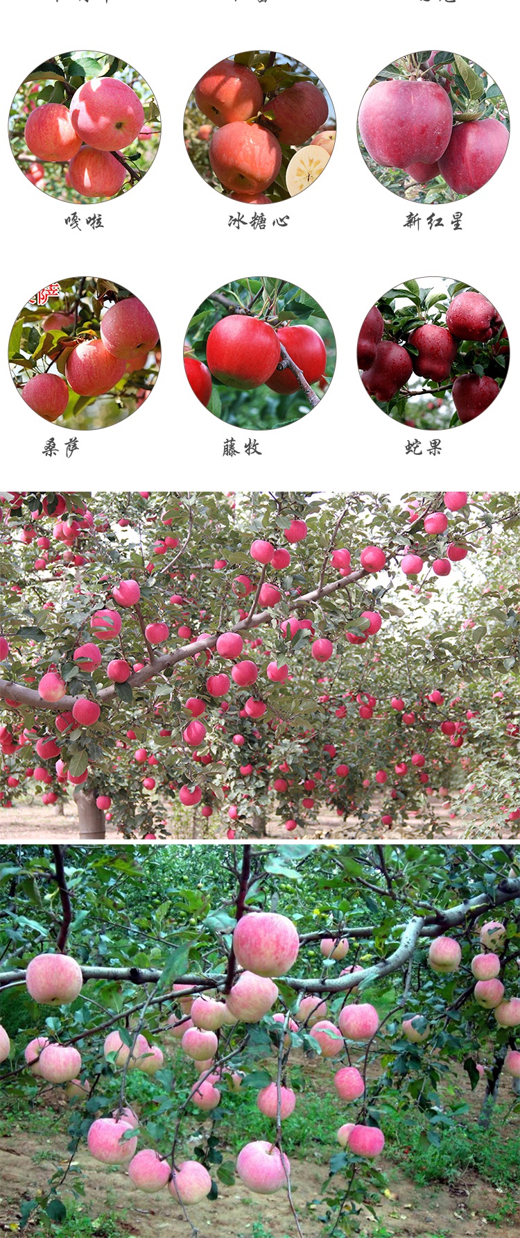 苹果树苗红富士苹果苗盆栽矮化地栽苗南北方当年结果3