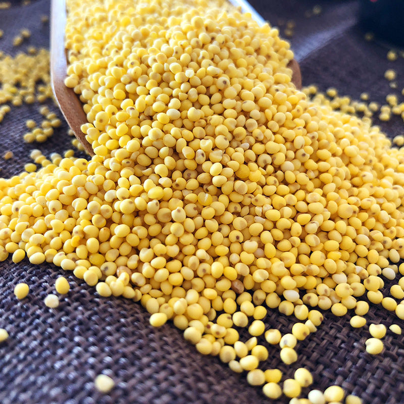 新米东北大黄米黄糯米农家黏黄米包粽子黍米软糜子米粘黄米 5斤