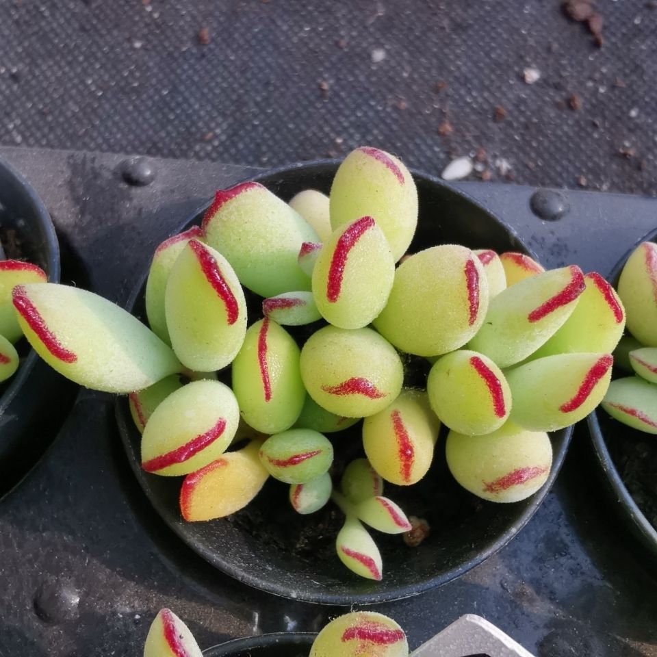 园艺乒乓福娘老桩精灵豆中华福娘多头多肉植物防辐射肉肉植物多肉