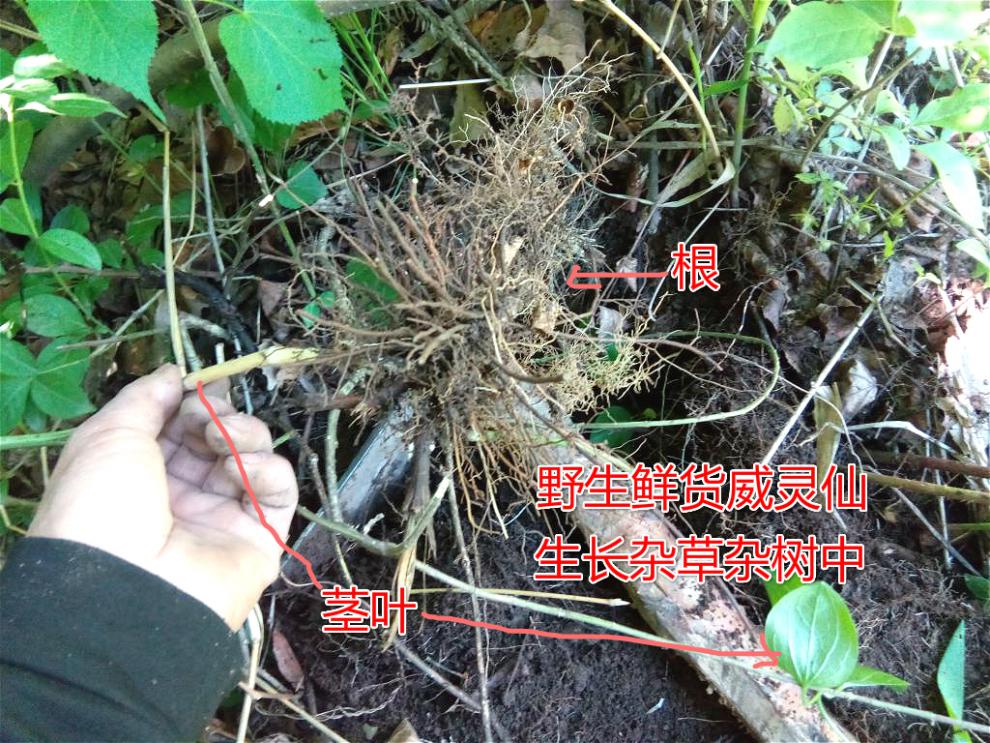 康中尊东北野生威灵仙铁脚威灵仙威灵仙野生威灵仙山辣椒秧根500