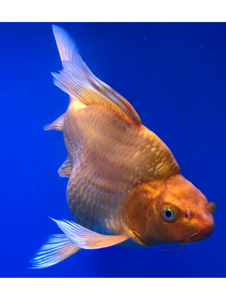 荣郁 火红蝴蝶鲤 大鳍长尾冷水鱼球体锦鲤红色龙蝶鲤观赏鱼苗好养活体