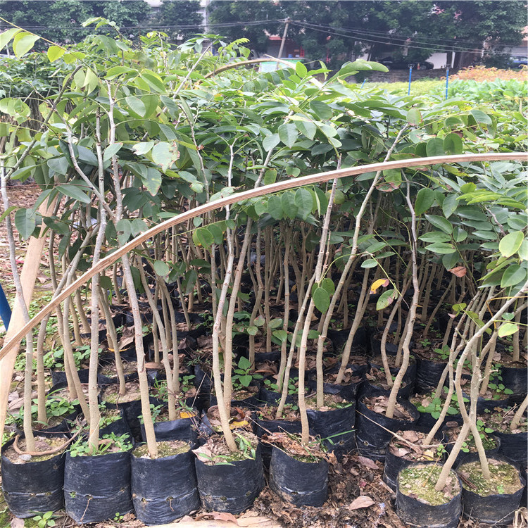 黄花梨树苖降香黄檀红木名贵苗木树 90cm-110cm高1棵 其他【图片 价格