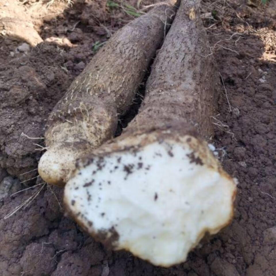 温州特产文成糯米山药农家种植新鲜原产地地直供5斤温州特产文成糯米