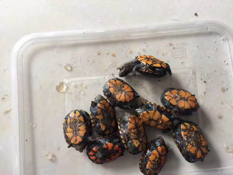 蛋龟全品红面蛋龟活体进口红面蛋龟剃刀果核头盔白唇东方 2-3厘米错甲