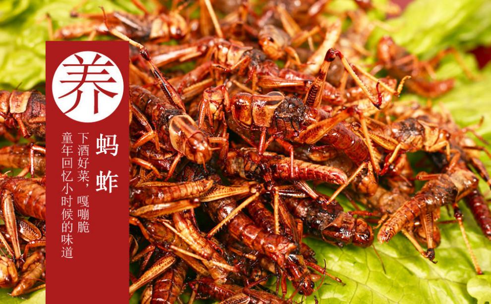 蚕蛹知了猴面包虫大麦虫油炸小吃虫子美食去翅膀蚂蚱2盘孜然口味本店