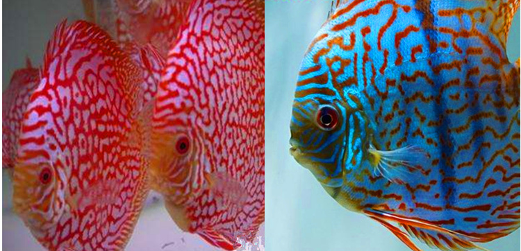 荣郁名彩七彩神仙鱼鱼苗23肉身老虎狗活体包损耗虎纹松含尾25cm