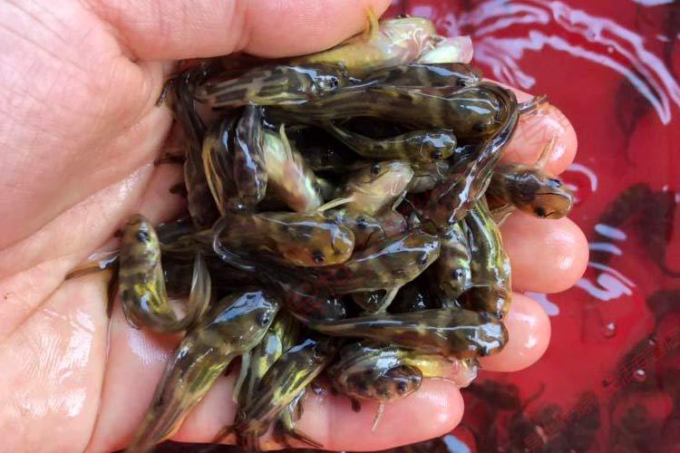 黄骨鱼苗活体昂刺黄颡鱼苗好养殖角角黄鸭叫黄丫头杂交黄辣丁鱼苗 20