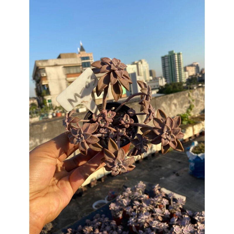 【官方旗舰】阿伦培老桩悬崖桩瀑布多肉植物群生多头整群巨大造型红 a