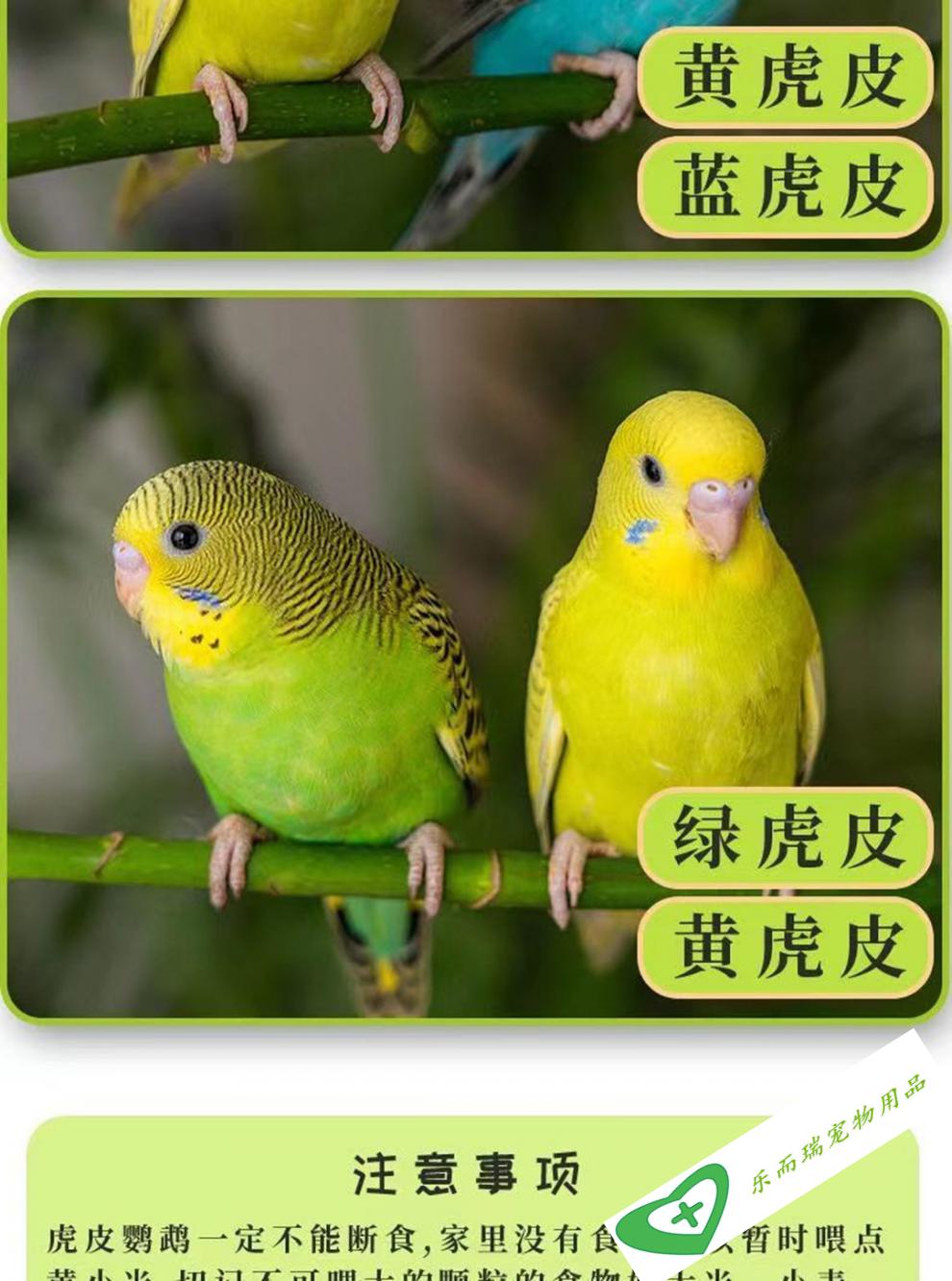 家养鸟图片与名称图片