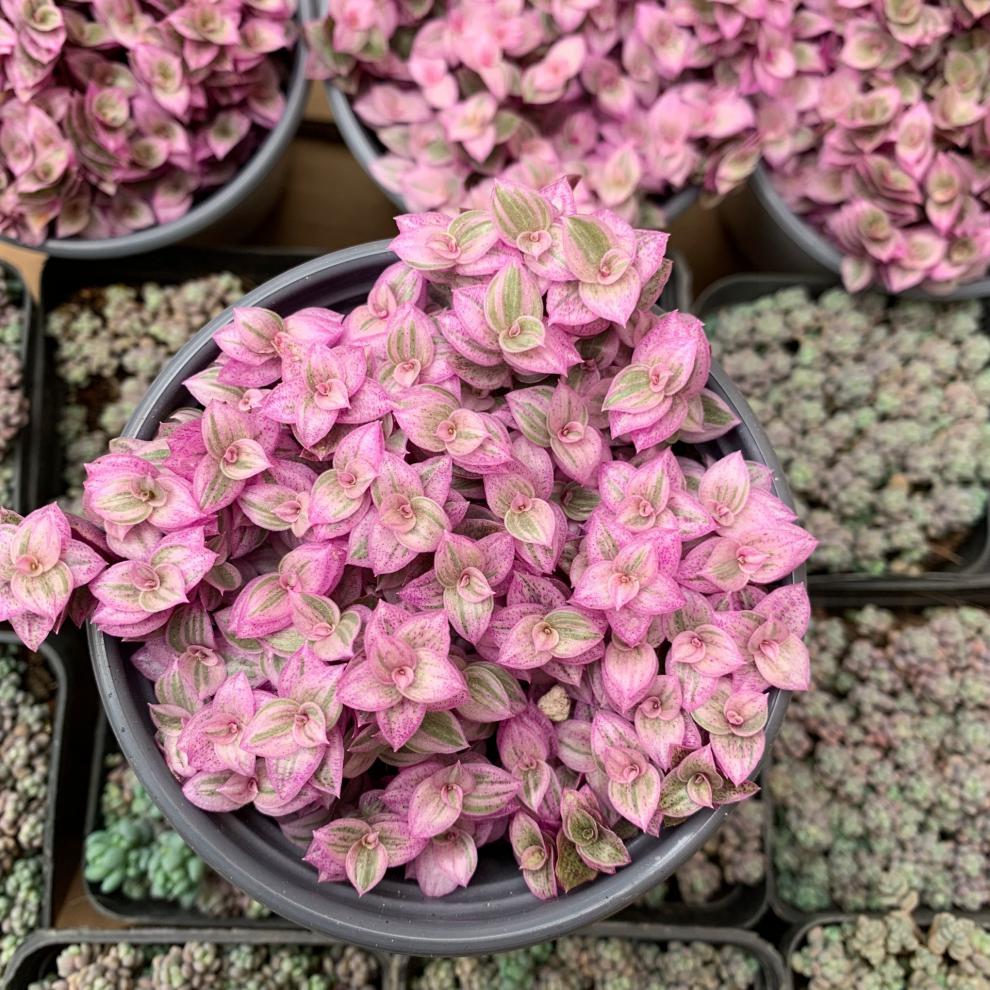 胭脂云盆栽群生多头多肉植物护盆草多彩肉肉组合盆栽胭脂云14cm大盆不