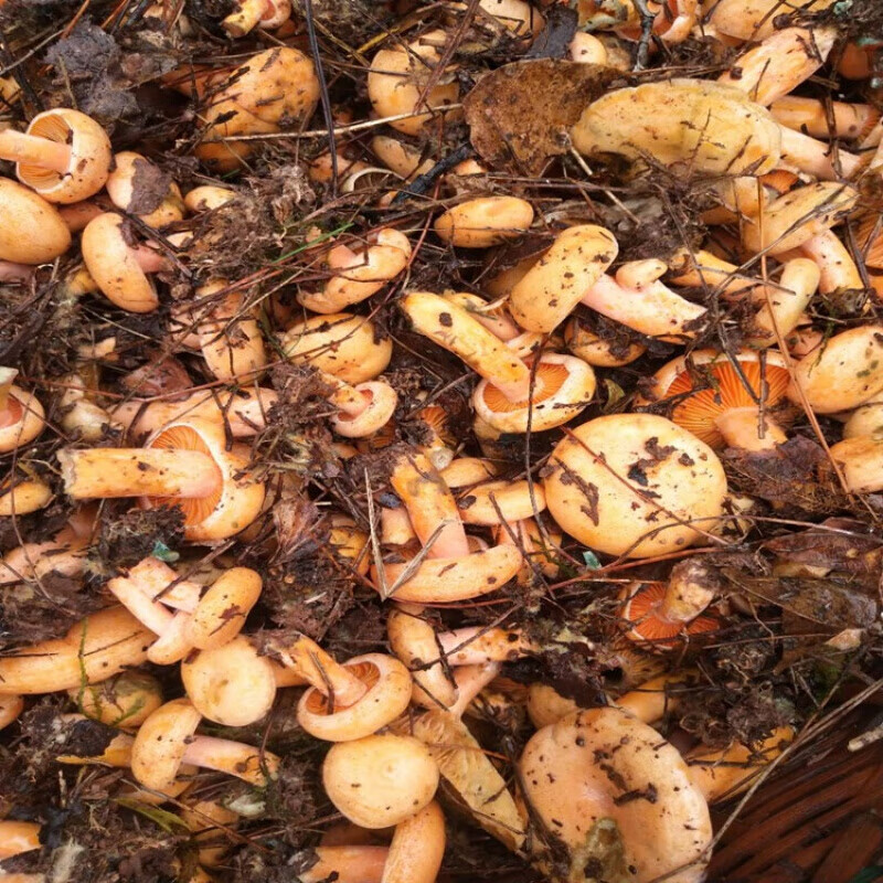 恬女神湖南新鲜乌枞树菌寒菌枞菌松乳菇雁来菌鹅菌500g年货【图片