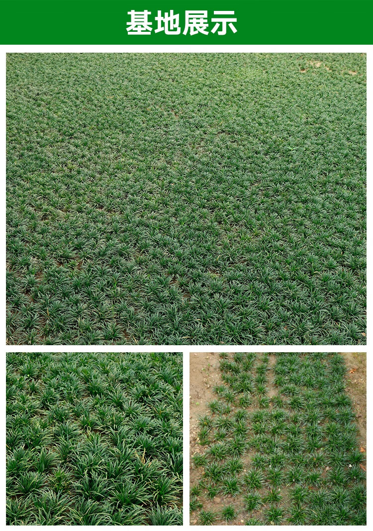 日本矮麦冬草耐寒庭院园林绿化草坪植物矮生麦冬草苗玉龙草花乡古韵