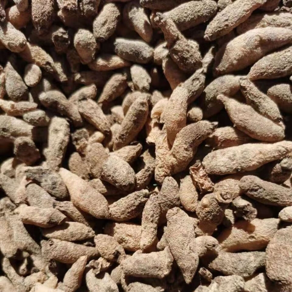 有仁堂贵州省野生双肾草鲜货中草药材双肾参干货玉凤花双肾子 官方