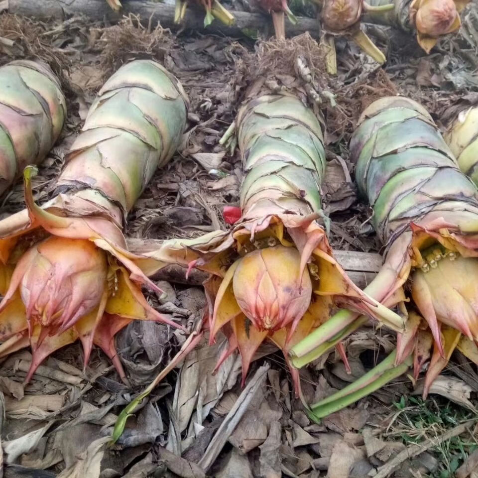 地涌金莲地涌金莲,地涌红莲,千叶佛莲,金莲莲地莲花,花期超长易养活.
