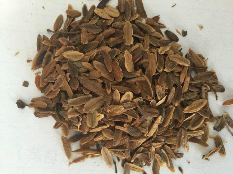 香葶苑紫丁香种子丁香树种子耐寒树种白丁香小叶暴马丁香花种子暴马