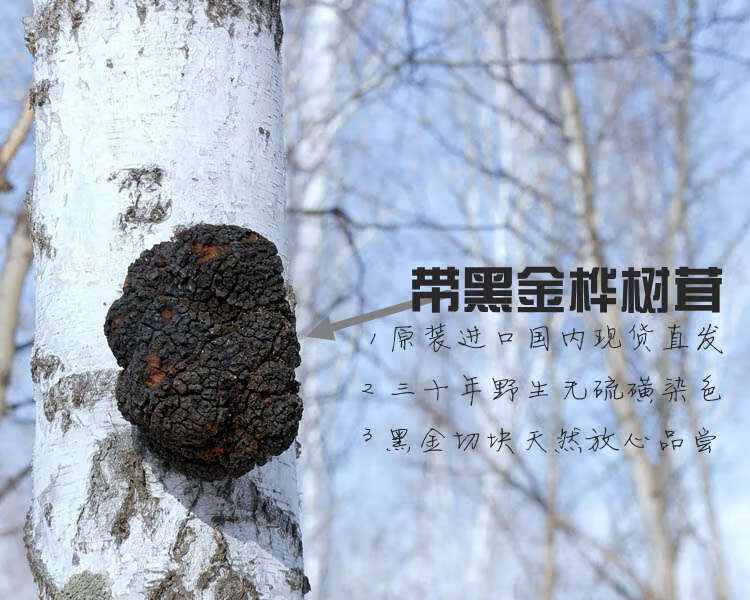官方旗舰桦树茸俄罗斯桦褐孔菌白桦树茸茶铁桦树精选核桃块桦树茸可