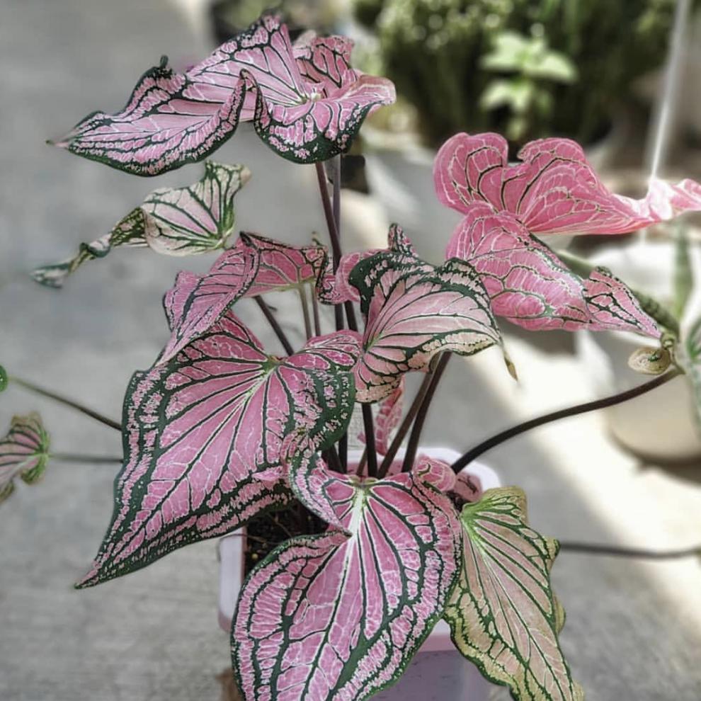 绿天鹅绒海芋 彩叶芋 花叶芋海芋白色圣诞粉色草莓室内绿植物盆栽