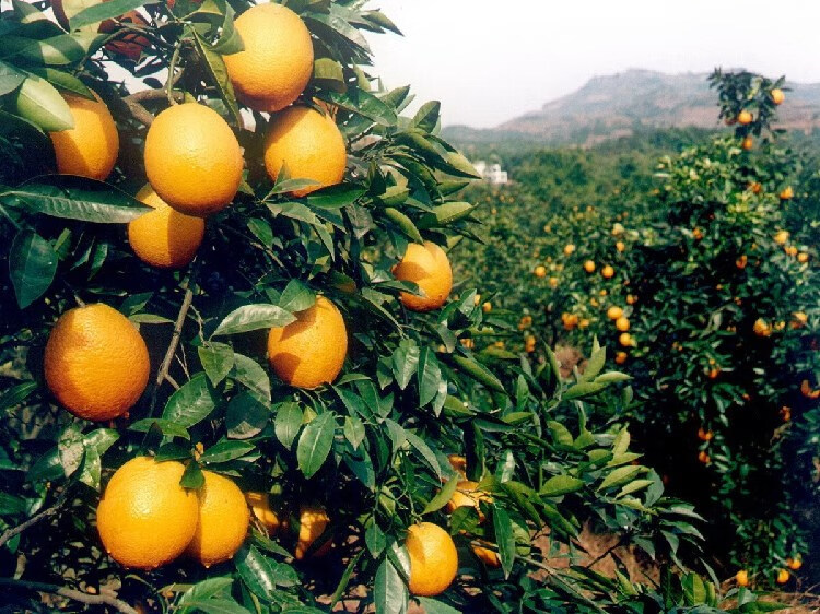 甜橙血橙树果冻橙红美人柑橙子树苖南方种植特大赣南脐橙果树果苖 蜜