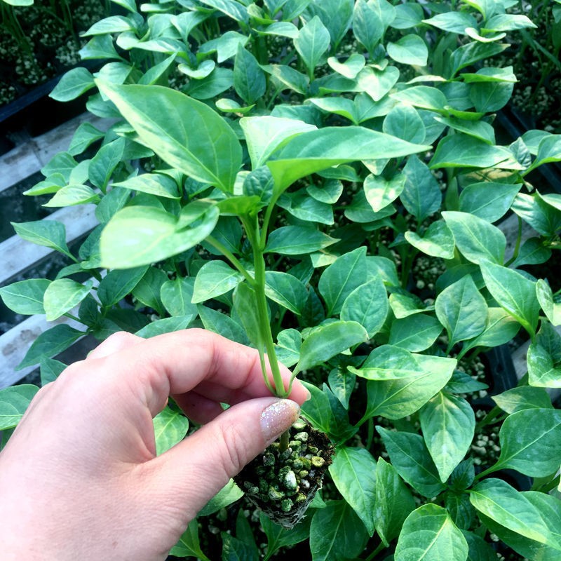 蔬菜苗大全菜苗幼苗番茄西红柿辣椒黄瓜苦瓜甜瓜苗秧草莓西瓜茄子花菜