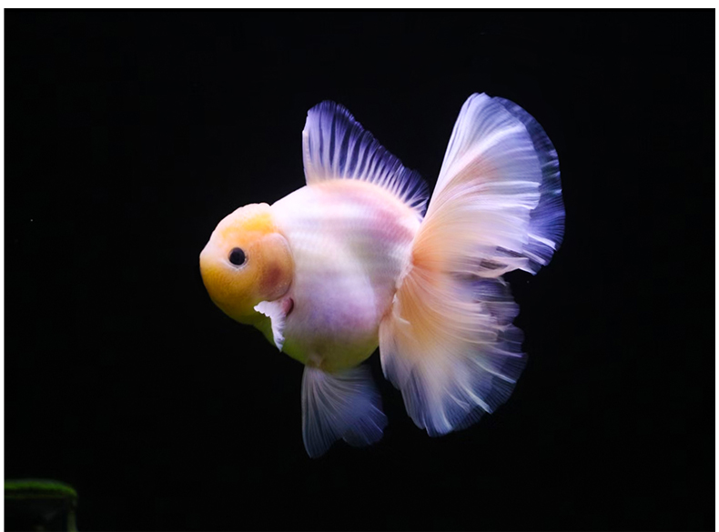 族萃进口百褶裙精品泰狮f1金鱼活体观赏鱼原泰冷水新手活鱼渔场进口