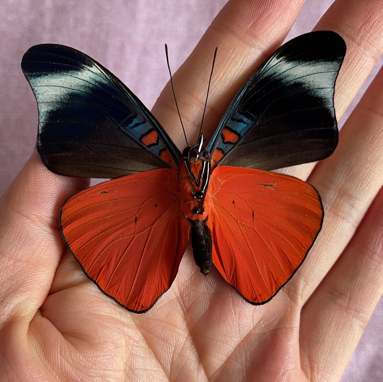 蝴蝶标本真蝴蝶矩蛱蝶panaceaprola原蝶未展翅真蝴蝶标本a1a1其他长