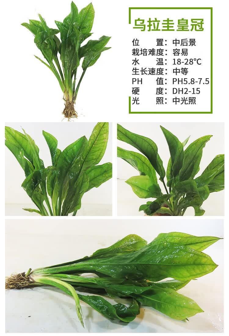 鱼缸中后景水草 青旦 绿九冠皇冠类草缸水族箱造景活体真水草装饰