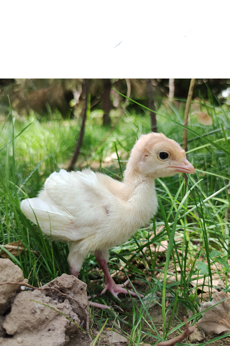 尼古拉火鸡苗种蛋受精蛋种尼古拉系青铜贝土鸡苗活体批发10枚尼古拉