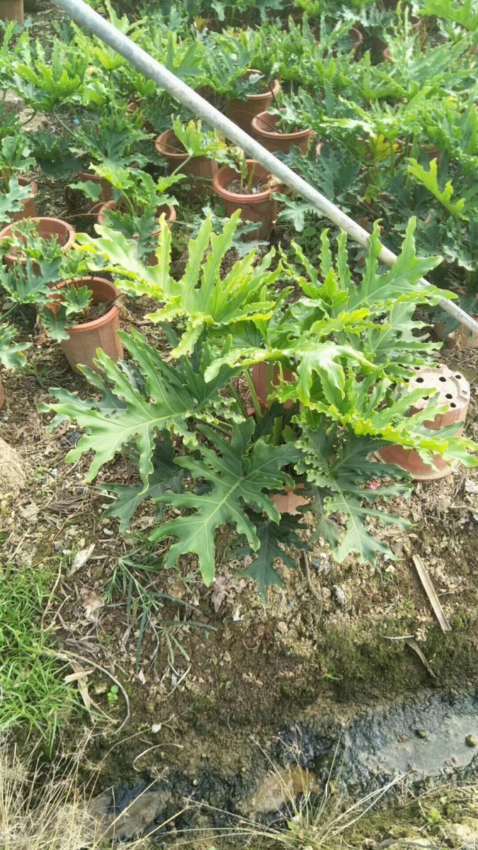 春羽盆栽苗春雨春芋室内小大型观叶绿植物四季常青耐阴吸甲醛美观
