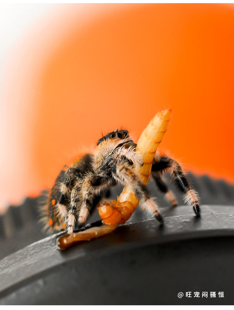 荣郁新品宠物小蜘蛛卢卡斯跳蛛微景观办公室桌面迷你好饲养活体捕加热