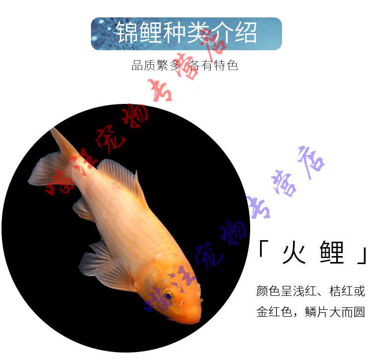 豆乐奇冷水淡水观赏鱼锦鲤鱼活鱼金鱼小型淡水好养红鲤鱼纯种小锦鲤鱼苗青色8 10cm黄龙凤6条 图片价格品牌报价 京东 豆乐奇冷水淡水观赏鱼锦鲤鱼活鱼金鱼小型淡水好养红鲤鱼纯种小锦鲤鱼苗青色8 10cm黄龙凤6条 图片价格品牌报价 京东