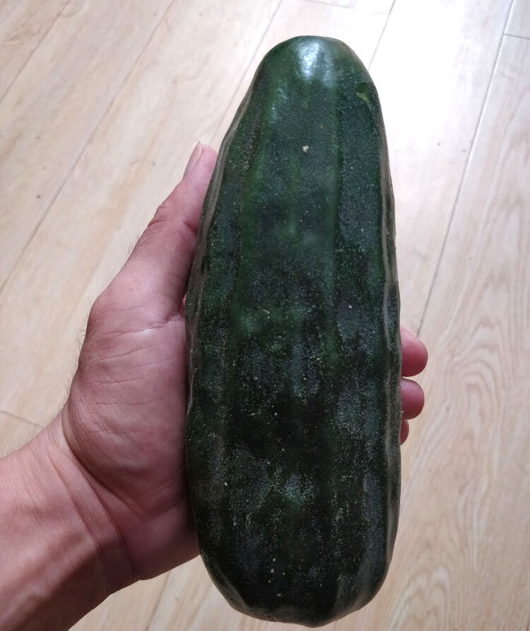 黑皮棱子酥酥脆菜瓜脆瓜种籽春夏秋播蔬菜籽 酥脆爽口早熟易种孑 黑皮