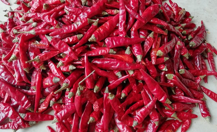 四川特产小米辣500克辣椒段丝粉面川菜特香特辣油泼辣子 红色【图片