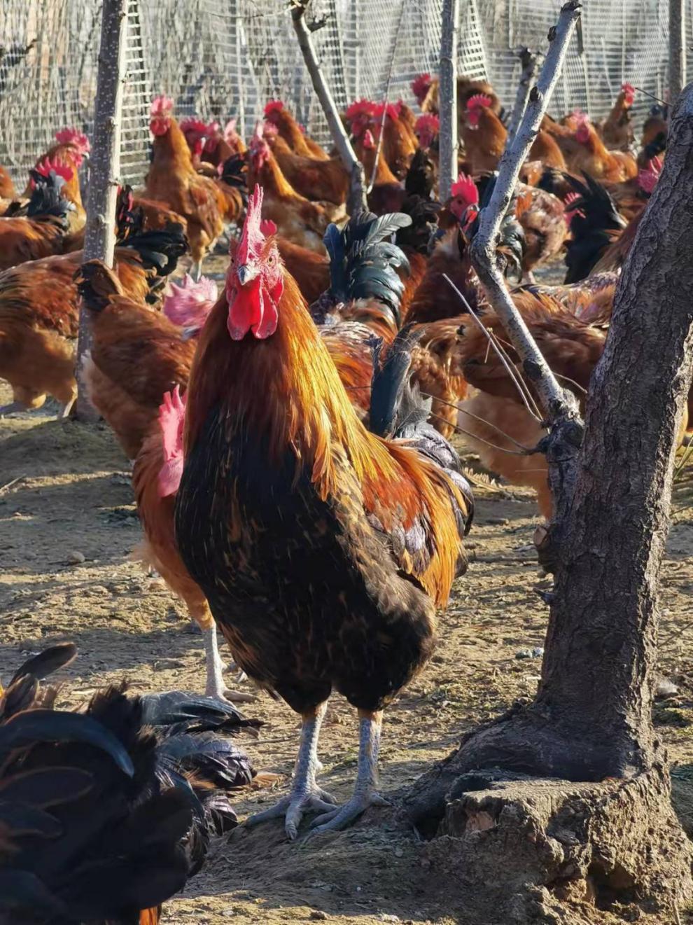 散养黑脚大公鸡黑腿黑脚走地鸡整只新鲜笨鸡跑山鸡黄脚大公鸡赠料包黄