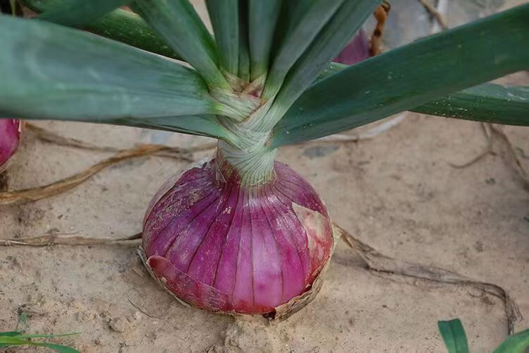 紫皮洋葱苗子洋葱秧苗洋葱种植苗红皮洋葱苗2022新鲜培育抗病高产 紫