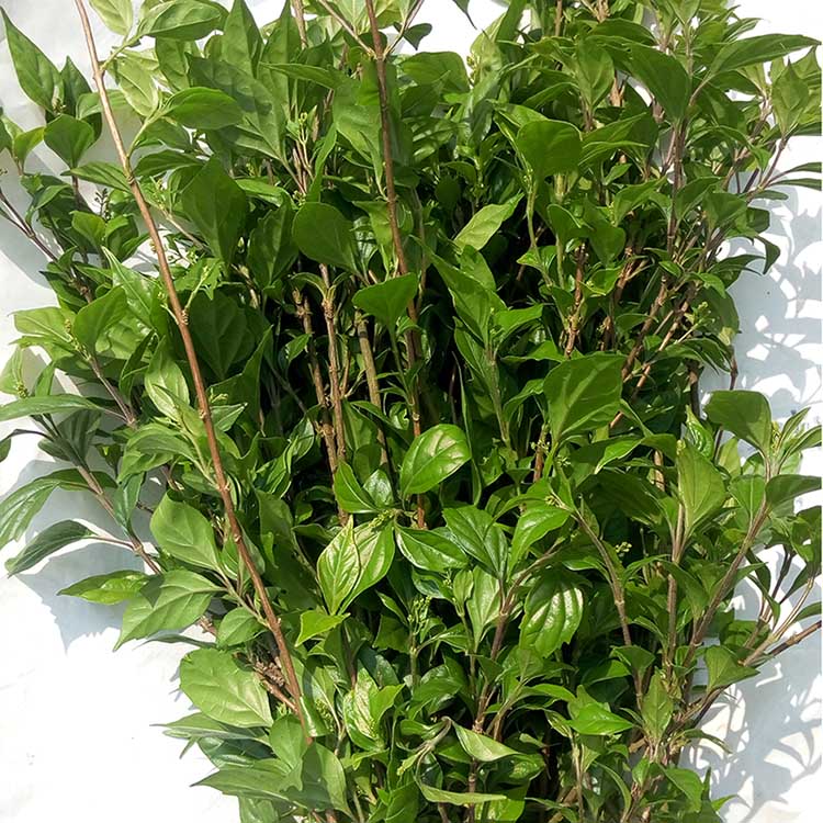 特产神仙豆腐观音豆腐树叶粉野生豆腐柴叶干粉绿凉粉原料30克装