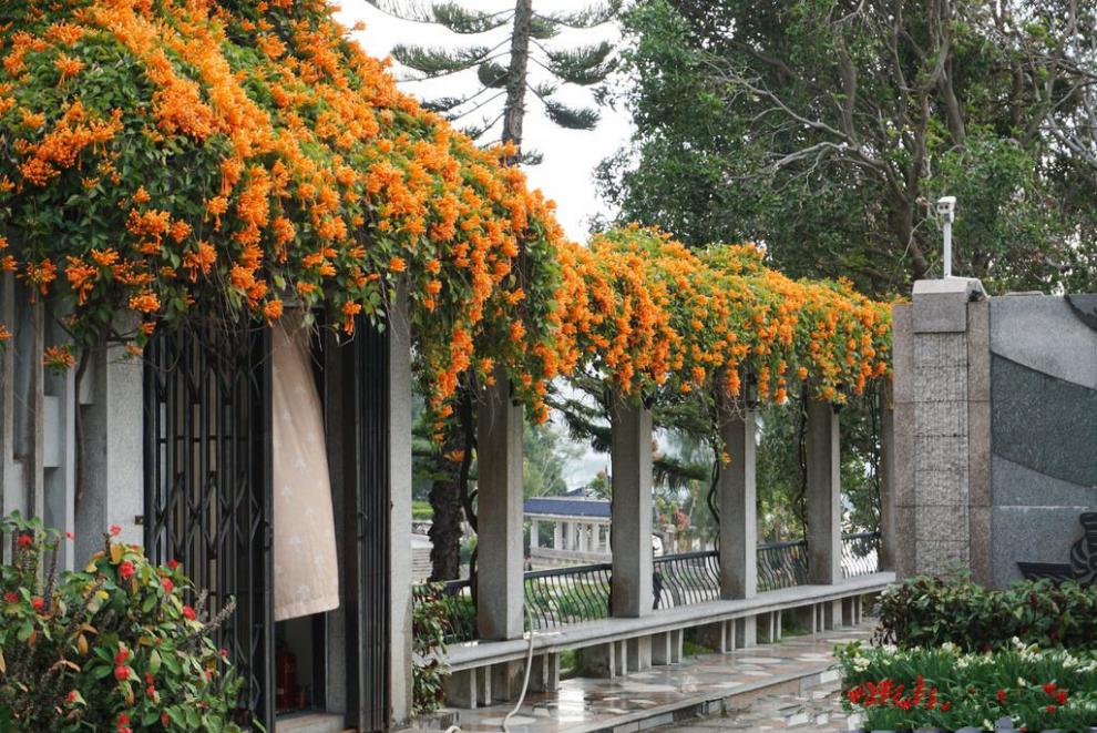 阳台花园爬藤植物鞭炮花苗炮仗花攀援花卉凌霄花苗可庭院油麻藤花虎雀