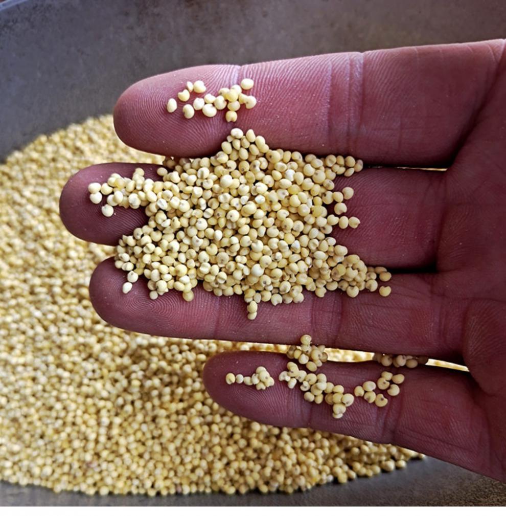 北秫米500克 药用北秫米中药材散装新货农家糯秫黄糯糯粟小米