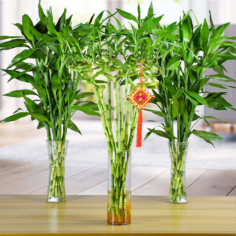 富贵竹观音竹水培植水养客厅绿植室内花竹子盆栽植物 65cm大叶富贵竹6