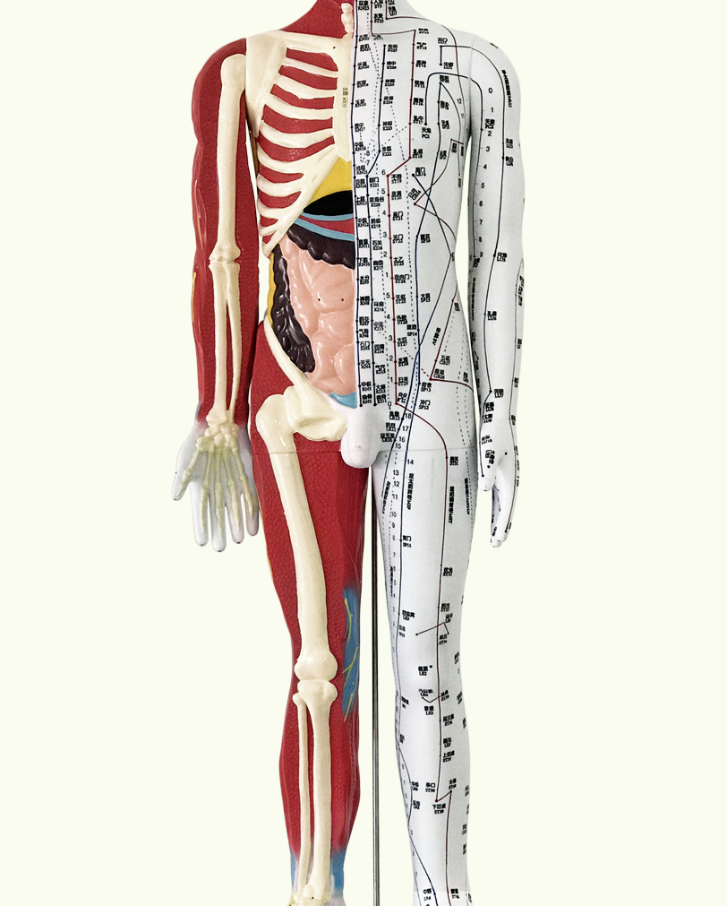 10035390823373商品名称:85cm半肌肉针灸穴位人体模型全身家用大款