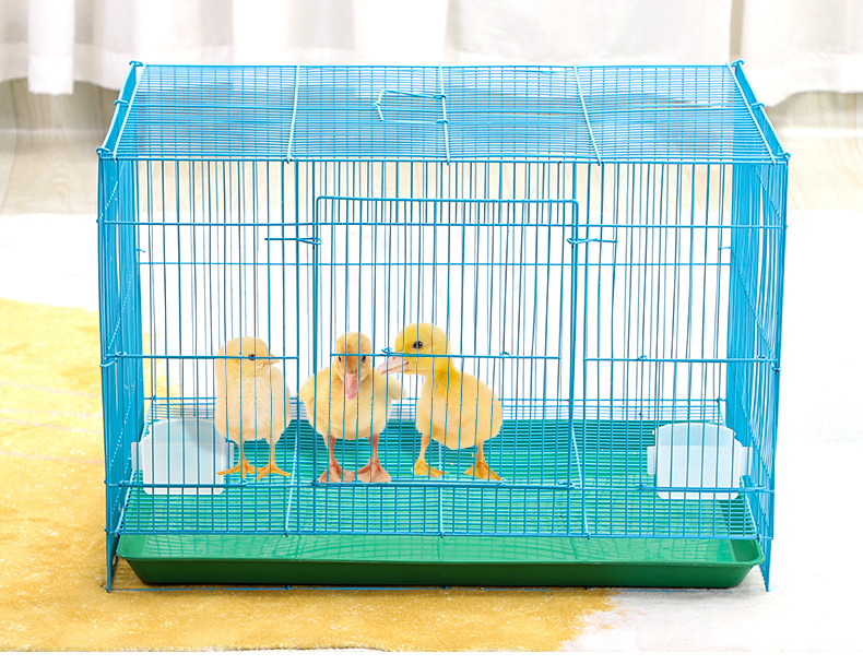 小鸡笼家用室外自动清粪鸡舍宠物鸭子小鸡柯尔鸭笼大号特大养殖笼子